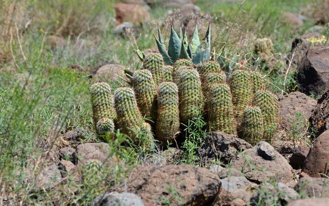 Pinkflower Hedgehog Cactus has from 5 to 35 stems with dull yellowish to brown or white to gray spines. Plants are found in elevations from 2,000 to 6,500 feet. Echinocereus bonkerae 